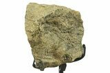 Dinosaur (Triceratops) Frill Shield Section w/ Stand - South Dakota #383144-2